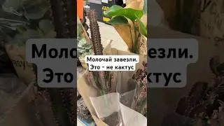 Молоча́й треуго́льный(Euph&oacute;rbia tr&iacute;gona)-многолетний суккулент,популярный у нас в офисах и квартирах