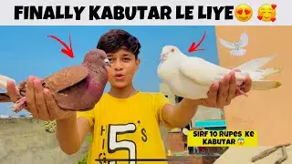Finally 2 Kabutar Le Liye 😍 #pigeon #kabutar