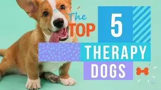 Best Dog Breeds For Therapy