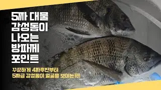 가조도 계도 5짜 대물 감성돔이 나오는 방파제포인트