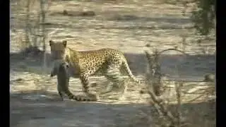 Chobe Safari Lodge. Ботсвана