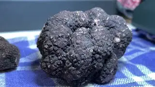 Truffe : timide d&eacute;but de saison au march&eacute; de Sainte-Alv&egrave;re