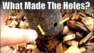 What Made the Holes in the Base of my Apple Tree?