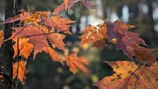 We Lift our Hearts in Thanks Today | SATB Piano -- Early American Hymn with lyrics