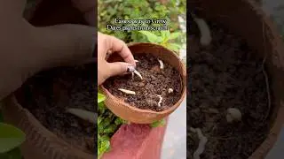 Within No-time Sprout Dates Seeds at home after eating🌱 to grow into big plants