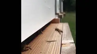 Coming in hot! The first bee doesn&rsquo;t quite stick the landing, but the last bee gets a perfect...
