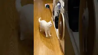 This cat has recoil