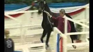 Cantoblanco - Elite Stallions