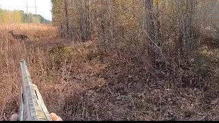 SC DEER HUNTING WITH DOGS BIG DOE DOWN  (KILL SHOT ON CAM)