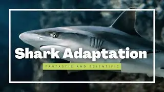 Shark Adaptation| Adaptation In Shark| Adaptation In Animals| Shark Facts #Sharks #shark #adaptation