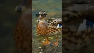 Tiny star big swag 🦆🕶️#everyone #viralshort #kiddievibes