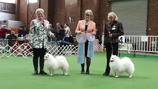 2022 Japanese Spitz Club of Victoria - Show 1 - BEST IN SHOW