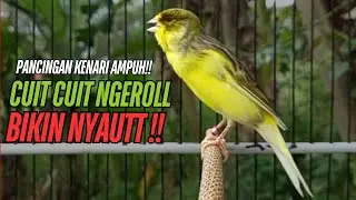 SUARA Kenari GACOR PANJANG Pancingan & masteran Kenari Paud AGAR gacor AMPUH Kenari MACET bunyii