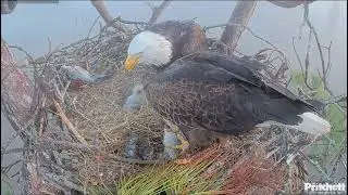 E26 is 10 Days Old! Breakfish Tandem Feeding by Mom & Dad (12.29.25)