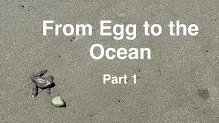 From Egg to the Ocean: Part 1