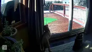 Puppy bell training success - Hank