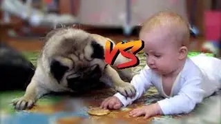 Cookie fight: Pug vs Baby