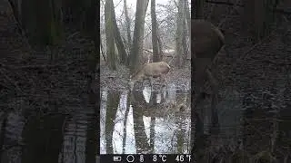 ŁANIA JELENIA PIJE WODĘ!! #fotopułapka #deerseason #deerhunting #dzikaprzyroda #dzikiezwierzęta #las