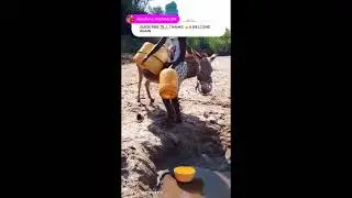 LIVE!! WATER IN THE DESERT; UNBELIEVABLE HOW WE FETCH & DRINK DIRT WATER & WE ARE HEALTHY & HAPPY