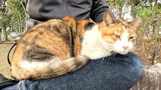 Когда я подошла к клумбе, у меня на коленях расслабился милый кот.