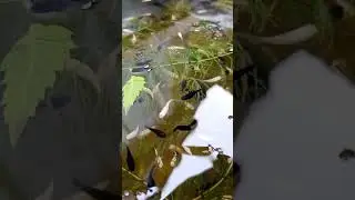 White molly and Black molly fish Baby are eating algae