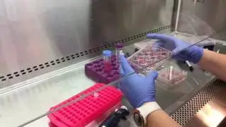 Stimulating cells with LPS
