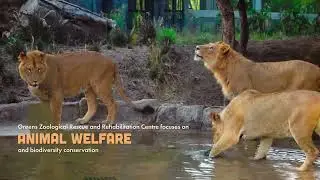 Look At Our Animal Kingdom Vantara। Lion Tigers Bears & All Animals wellfare in Vantara।