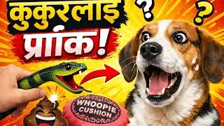 Dogs prank video 😀📸 dog reaction😀