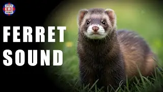FERRET SOUND - ANIMAL SOUNDS - Sound Effects