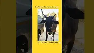 रिश्ता दिलों का तोड़े ना टूटे🐄 #humanity #cow #shortvideo #animals #shortvideo #gaumataseva
