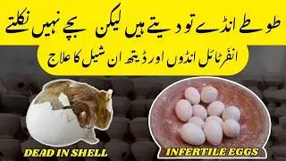 Chicks expire in egg shell and infertile eggs solution | Budgies and Lovebirds | Hindi / Urdu