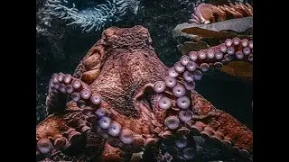 Earth's Next Dominant Species