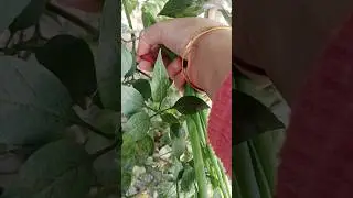 Mini garden||#islam #bayan #islamicvideo #shorts #viral #food #viralvideo #love #nature