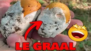 Cèpes bronzés / cèpes d'été et le graal oronges 👍 14/07/22