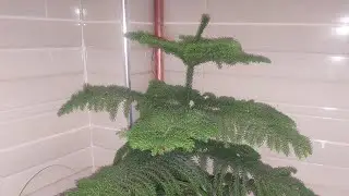 🌲 Meet the Araucaria Heterophylla | Norfolk Island Pine 🌱 #IndoorPlants #PlantCare