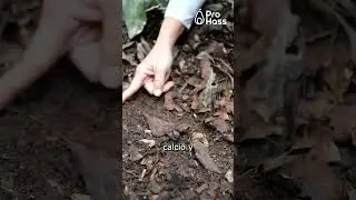IMPACTO DEL CADMIO EN LA PRODUCCION DE PALTO