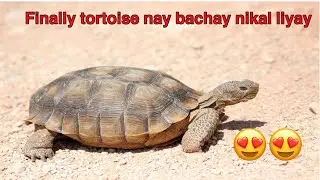 Tortoise complete hatching | baby tortoise | tortoise feed| Adventures infiltrated vlogs|