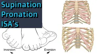 Supination, Pronation, and Infrasternal Angles Oh My!