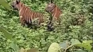 #forest #Tigers Four tigers trapped by drone camera in Bhupalapalli forest# j5news