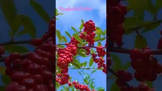 🍏🍐🍎Hawthorn farming fruit #shorts #shortvideo