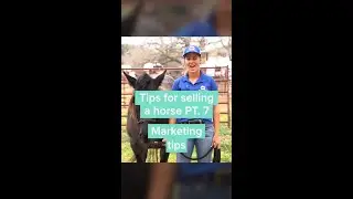 Marketing Tips to Sell Your Horse