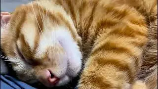 Adorable Cat's Water Boiling Ritual | Funny Cat Videos