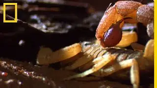 Le processus de chasse des scorpions