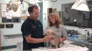 Hay Fever and Sneezing in Dogs