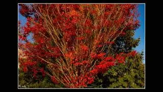 Oregon Fall Color with John Denver Country road