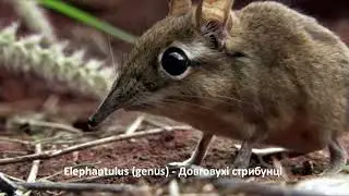 Elephantulus (genus)  - Довговухі стрибунці  - long eared elephant shrew