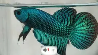 Cupang Wild Hybrid Alien # Betta Fish Wild Hybrid Alien