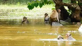 All Baby Monkeys Swimming Water, But Not Adorable Baby Polly!