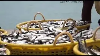 தனுஷ்கோடி - புதைந்த புதையலின் சில உண்மைகள். (Dhanushkodi)