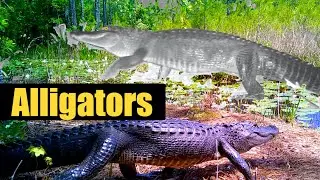 Exclusive Swamp Gators on Trail Cams